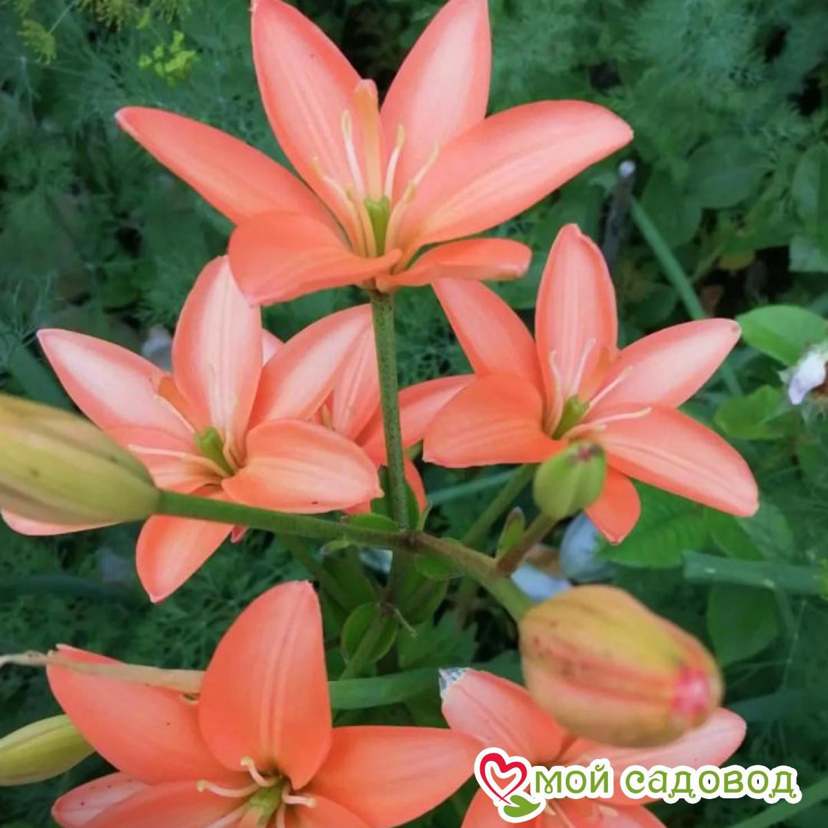 Лилия ЛА-гибрид Литтл Кисс