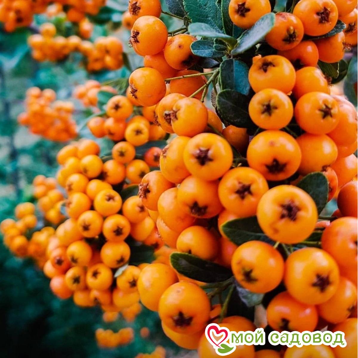 Хурма Карликовая